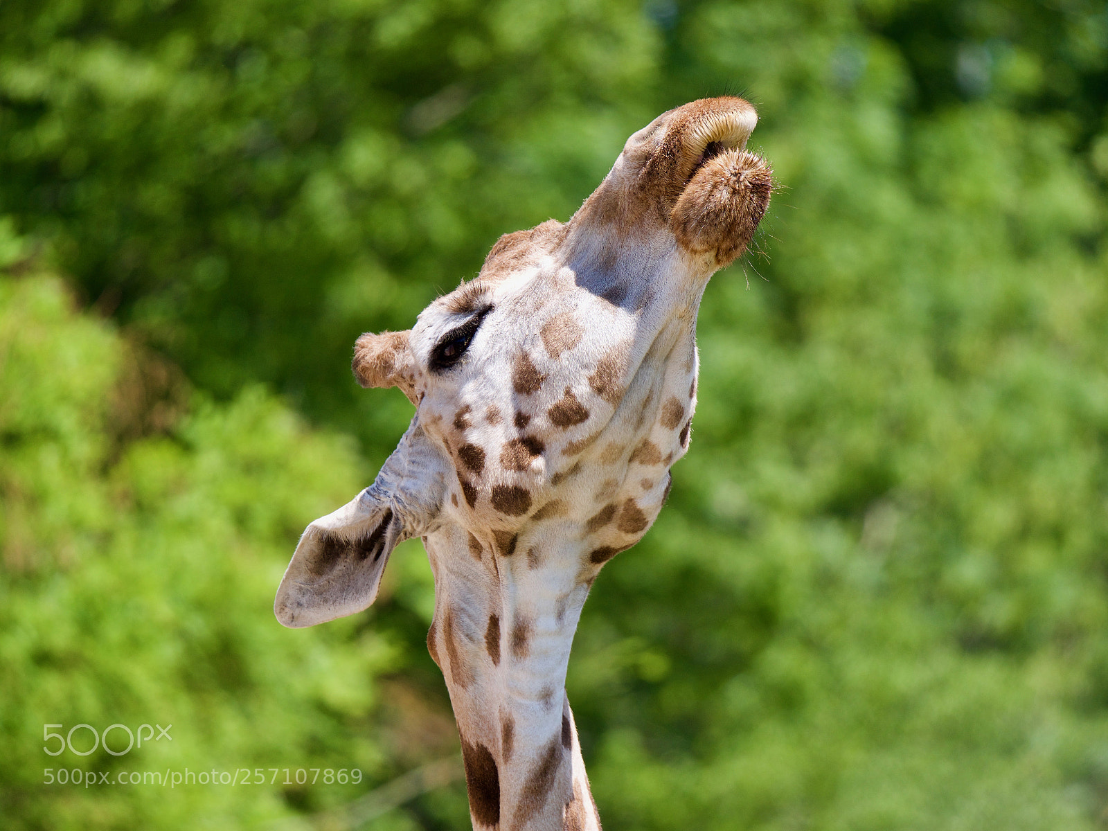Panasonic Lumix DC-GH5 sample photo. Giraffe photography