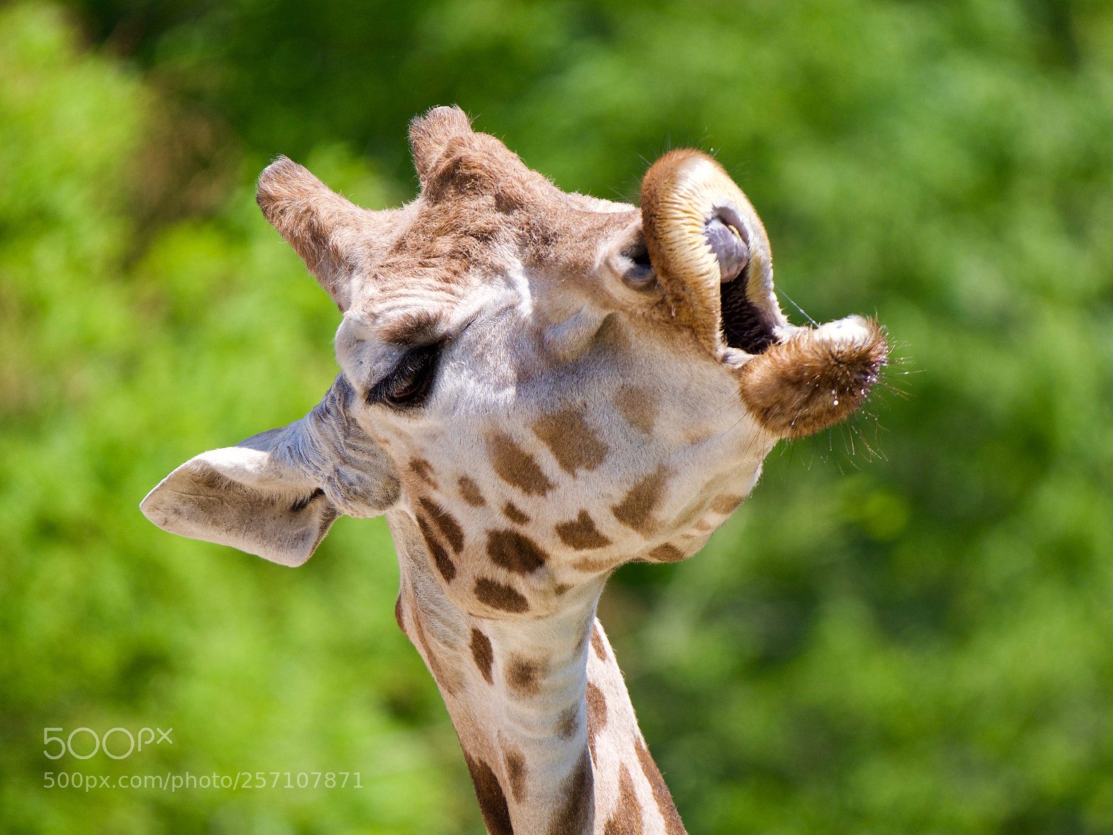 Panasonic Lumix DC-GH5 sample photo. Giraffe photography