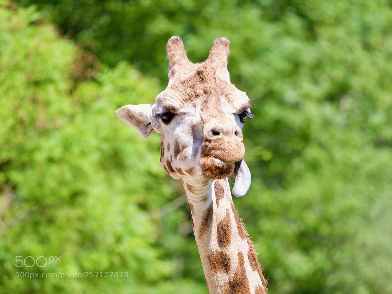 Panasonic Lumix DC-GH5 sample photo. Giraffe photography