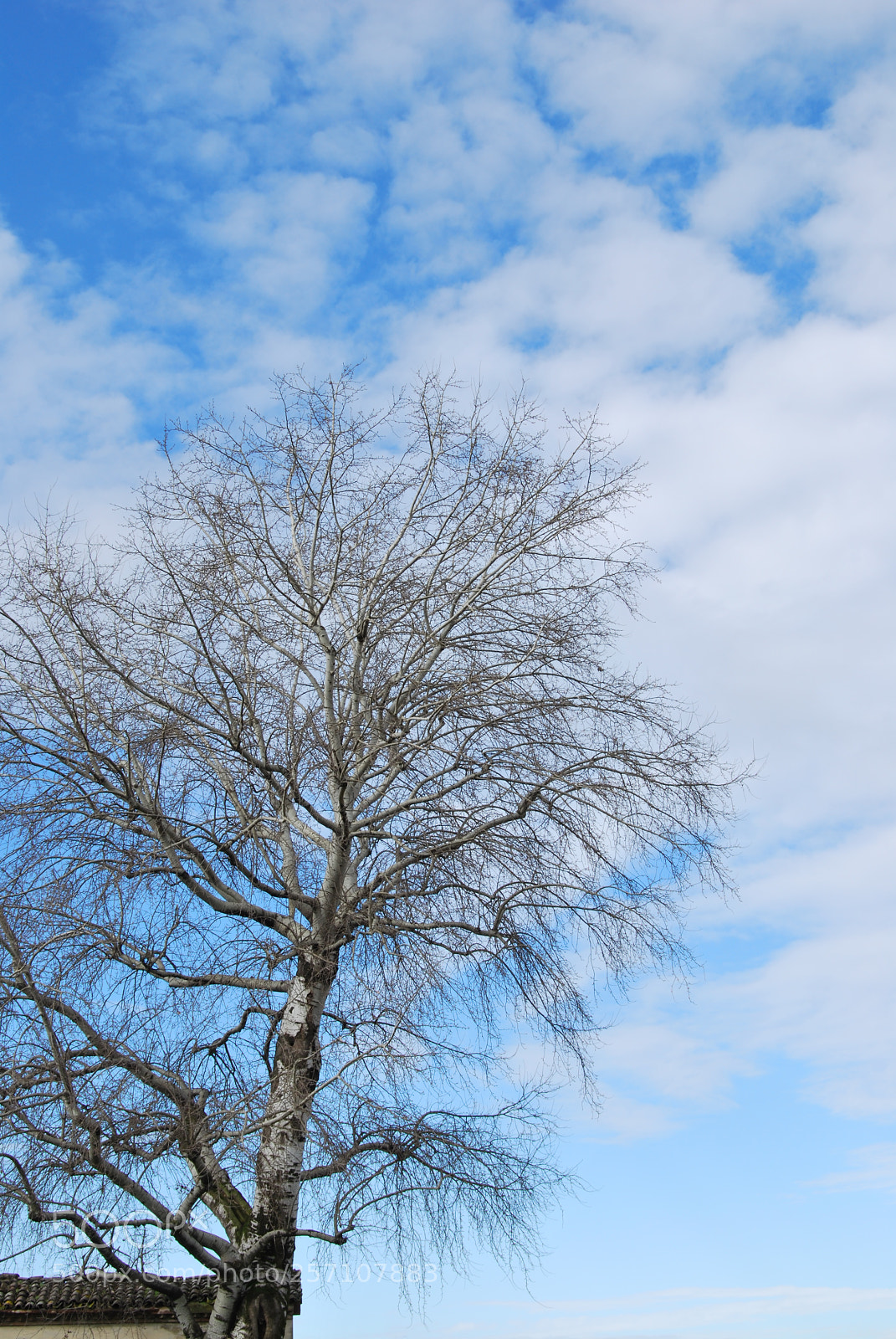 Nikon D60 sample photo. Photo (t) photography