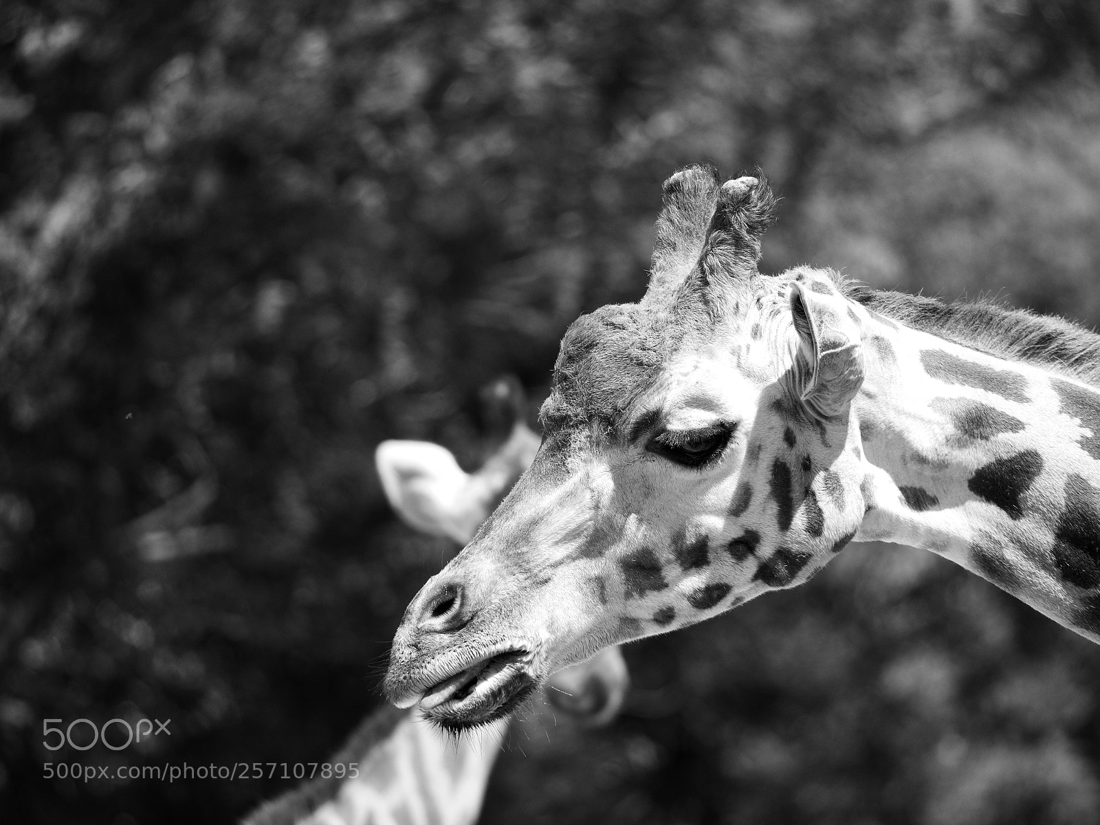 Panasonic Lumix DC-GH5 sample photo. Giraffe photography
