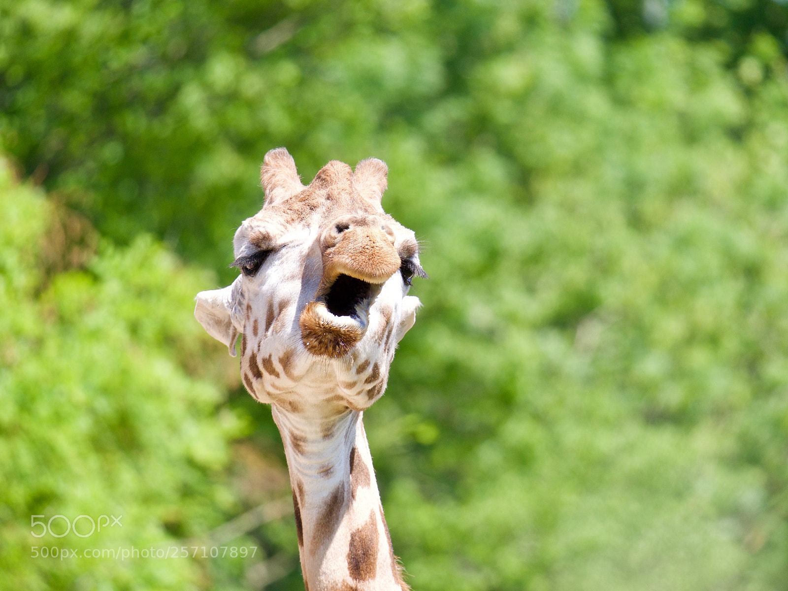 Panasonic Lumix DC-GH5 sample photo. Giraffe photography