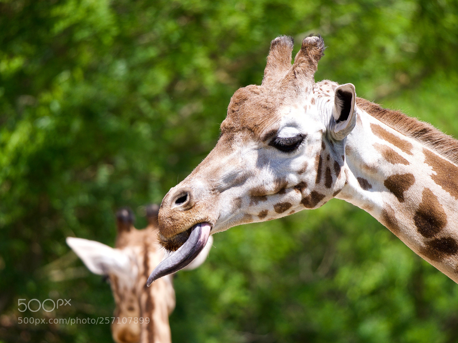 Panasonic Lumix DC-GH5 sample photo. Giraffe photography
