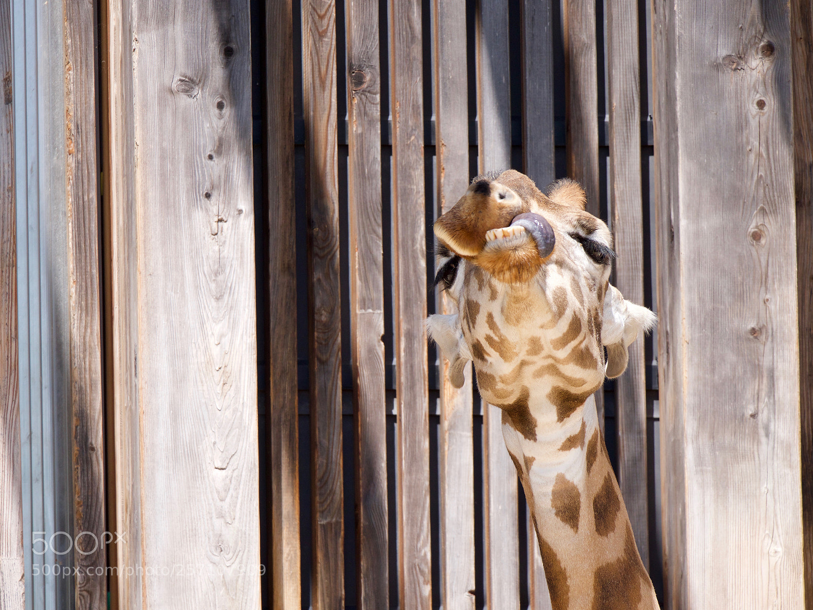 Panasonic Lumix DC-GH5 sample photo. Giraffe photography