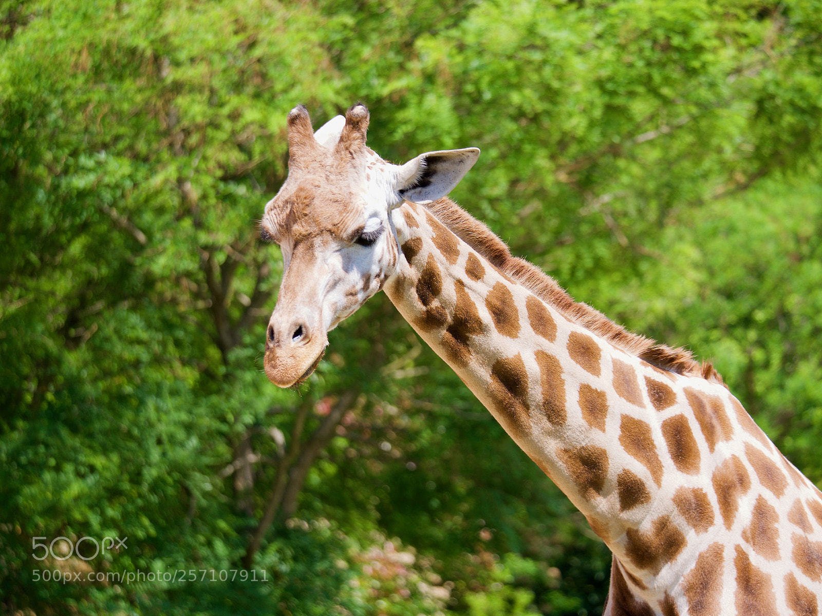Panasonic Lumix DC-GH5 sample photo. Giraffe photography