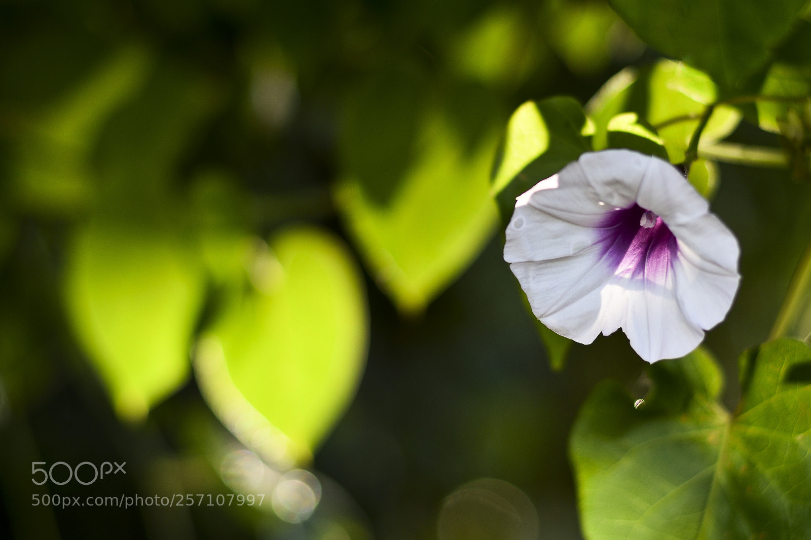 Nikon D5300 sample photo. Untitled photography
