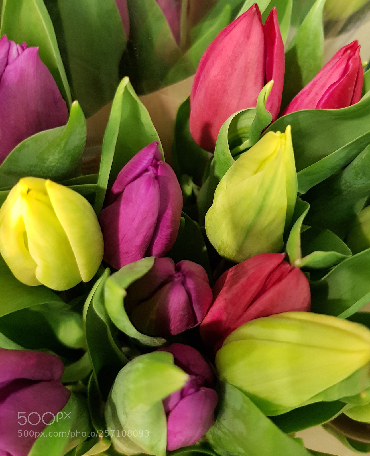 Samsung Galaxy S8 sample photo. Tulips. photography