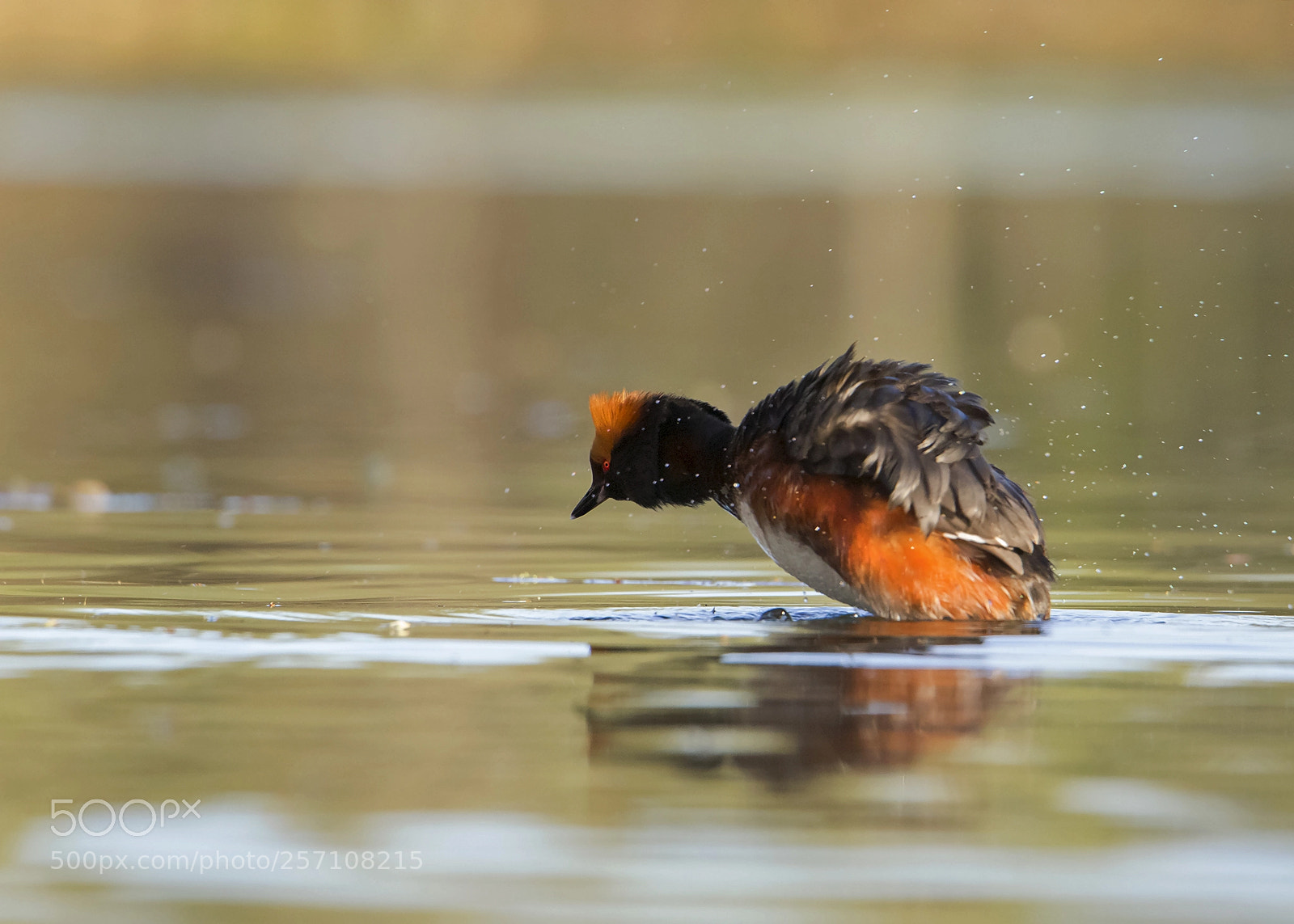 Canon EOS 6D sample photo. Horned grebe/svarthakedopping photography