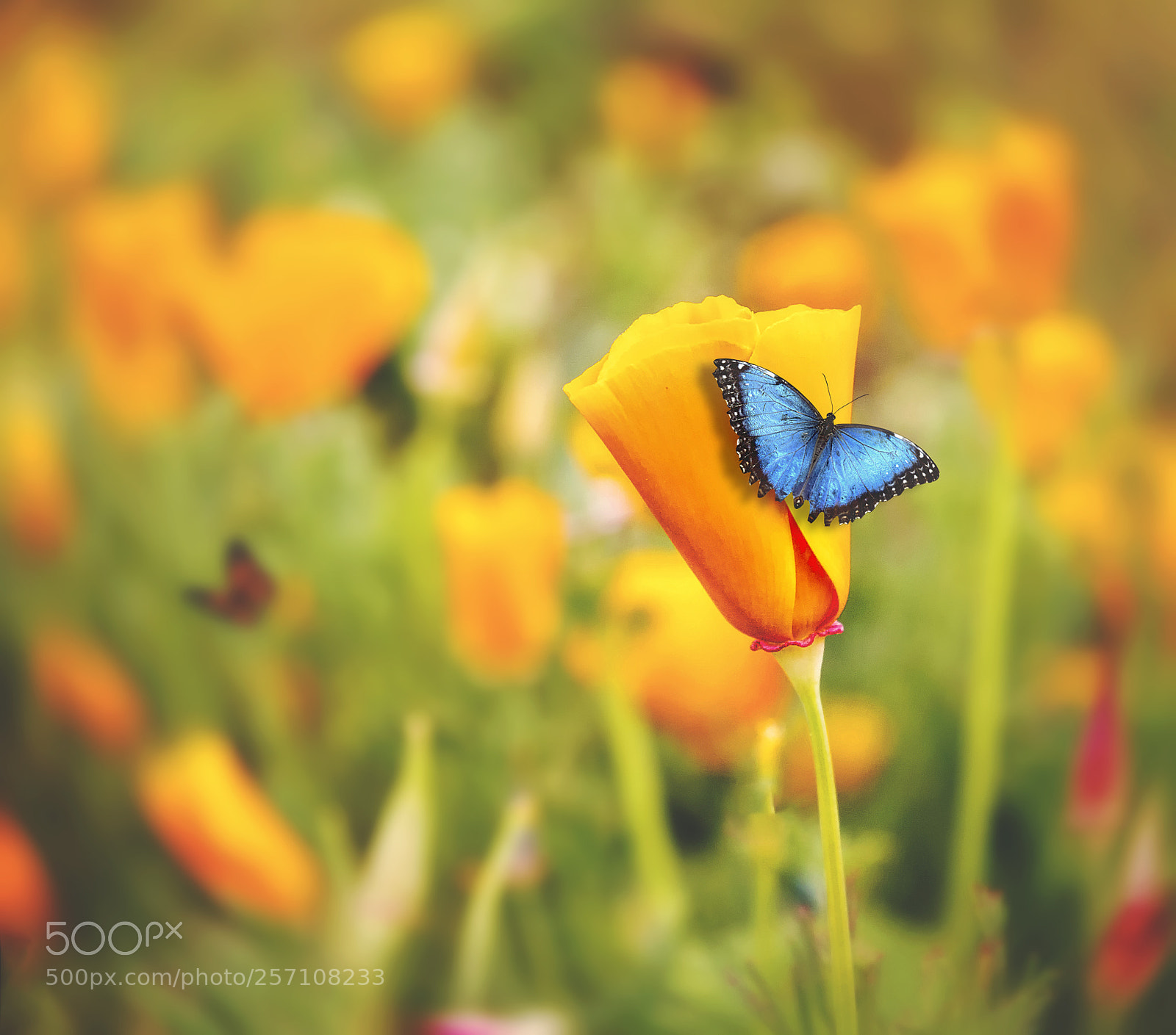 Canon EOS 70D sample photo. Poppies photography