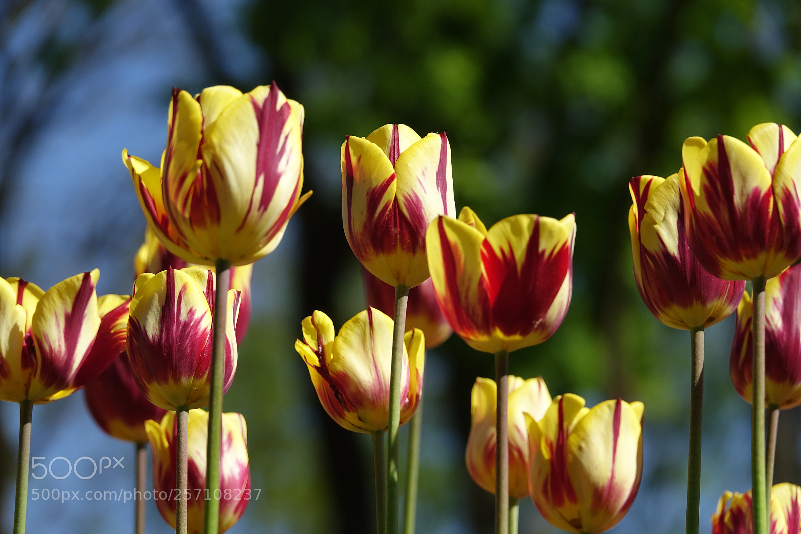 Sony Cyber-shot DSC-RX10 III sample photo. Tulip photography