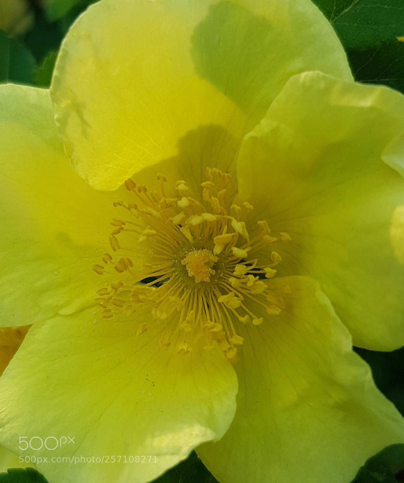 Samsung Galaxy S8 sample photo. Mello yellow. photography