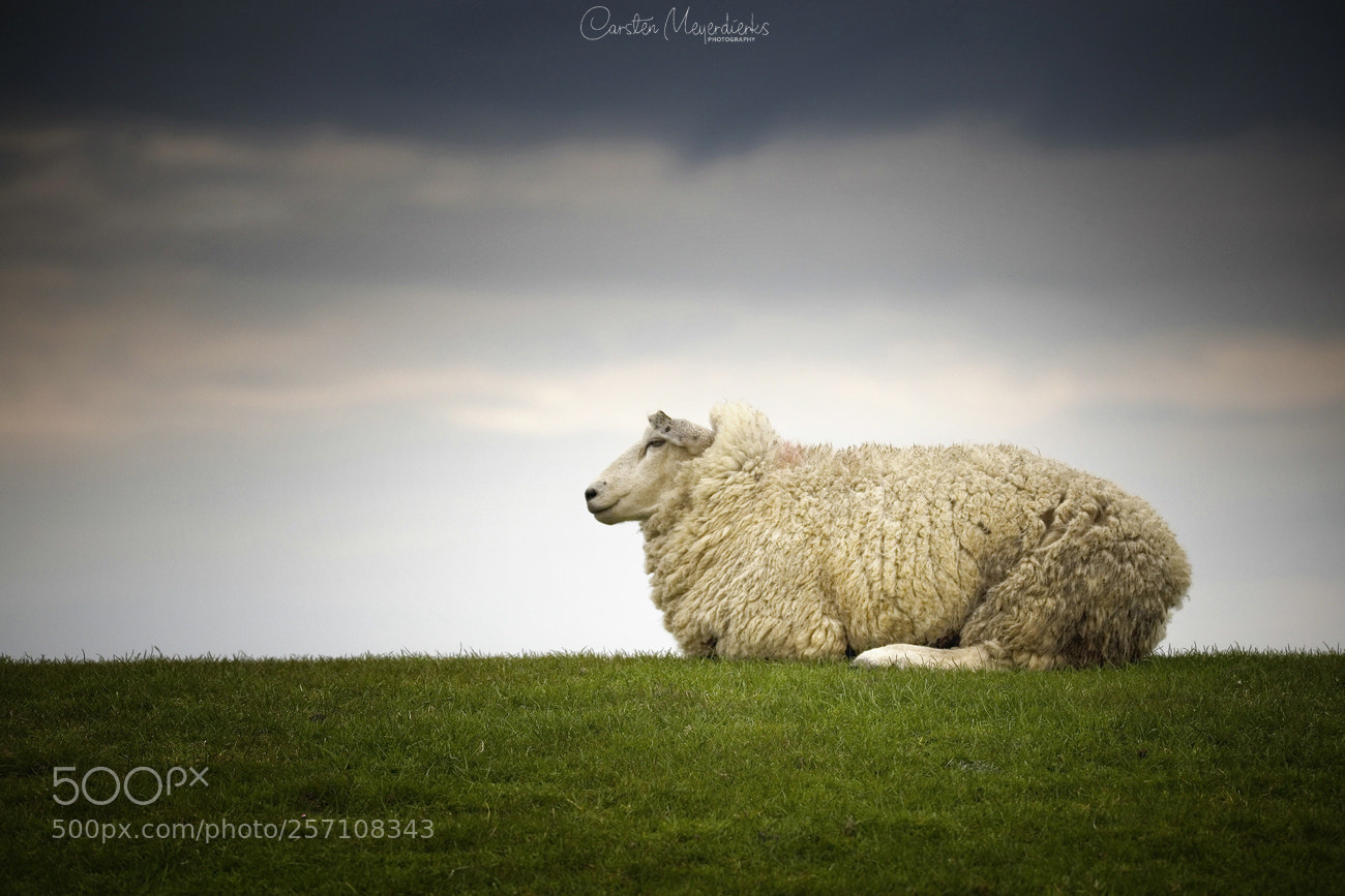Canon EOS 6D sample photo. Sheep mood photography