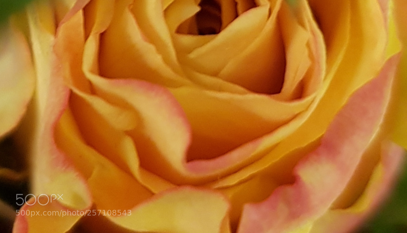 Samsung Galaxy S8 sample photo. Warm rose. photography