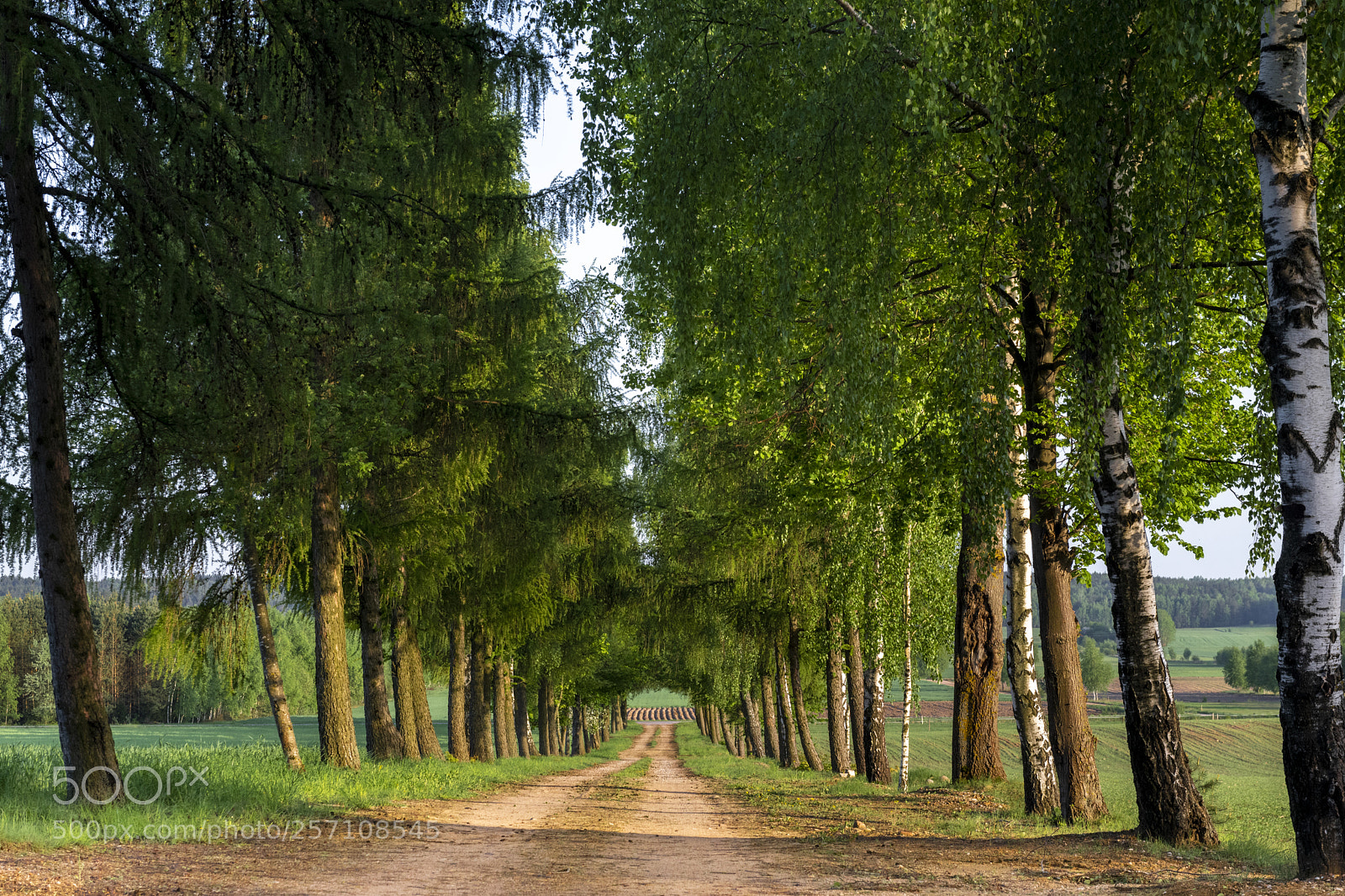 Nikon D850 sample photo. Country road running through photography