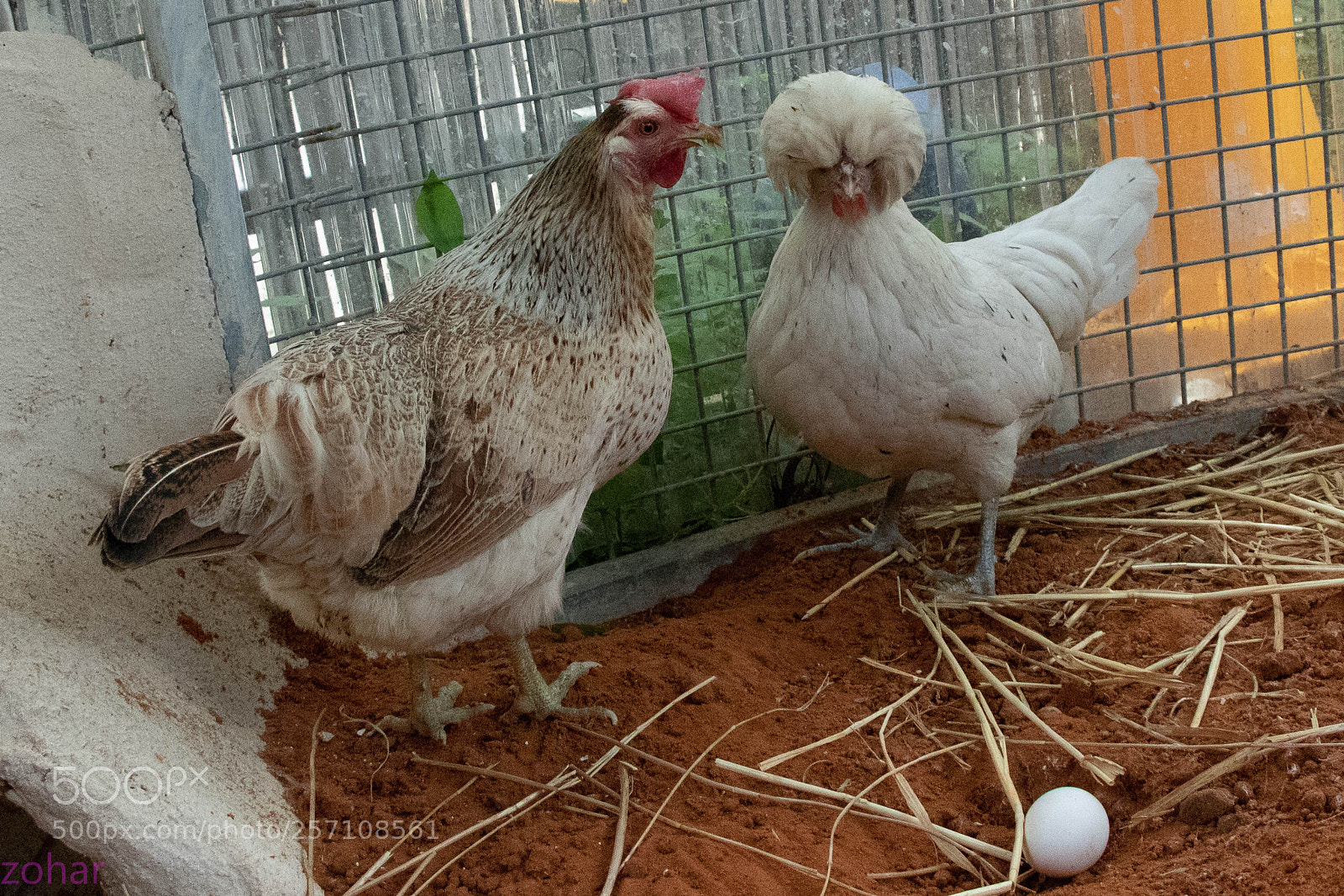Canon EOS 80D sample photo. Love in the nest photography