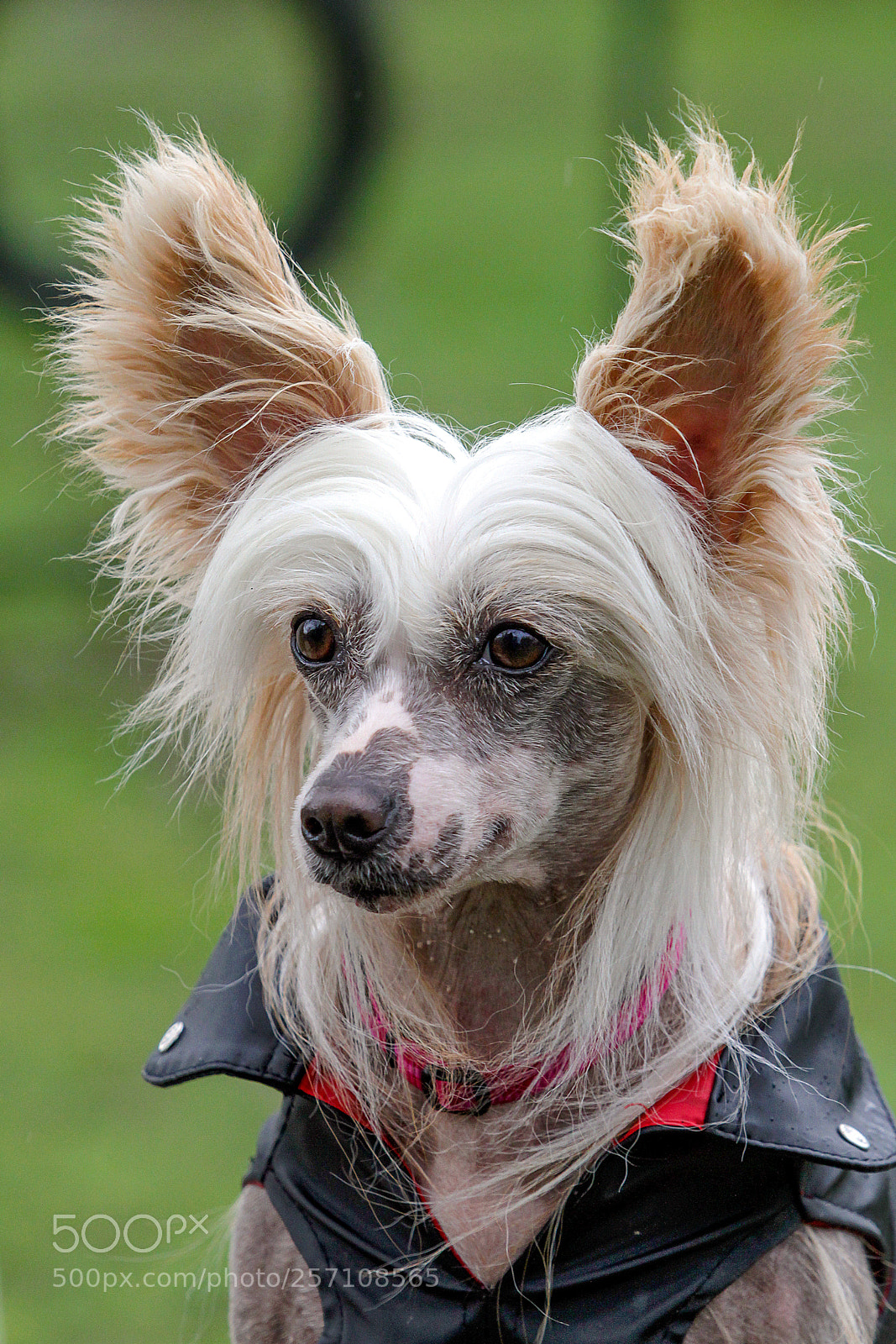 Canon EOS 7D sample photo. Chinese crested dog wearing photography