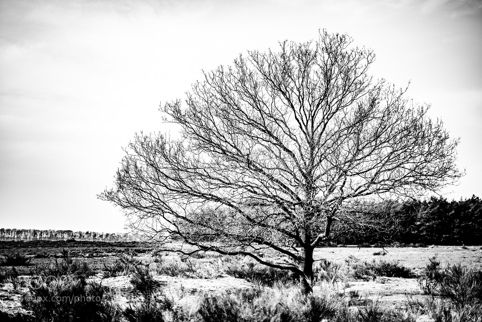 Nikon D750 sample photo. Lonesome tree photography