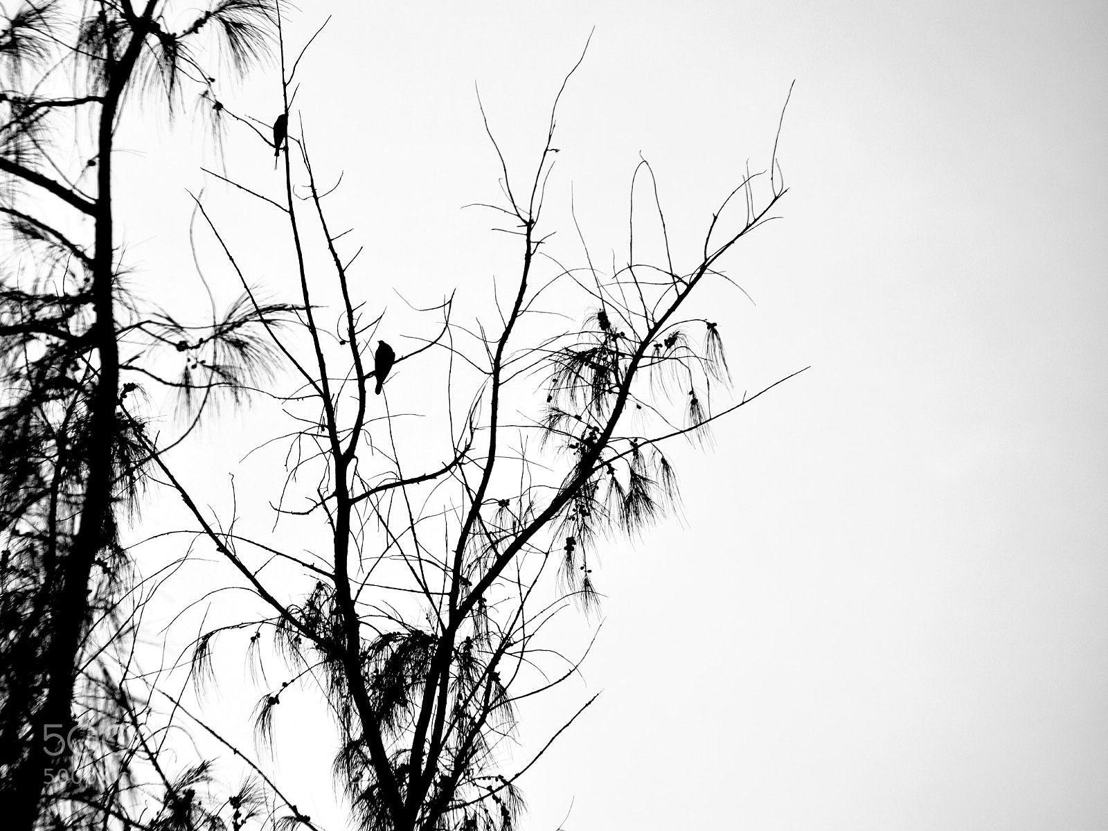 Nikon D5300 sample photo. Untitled photography