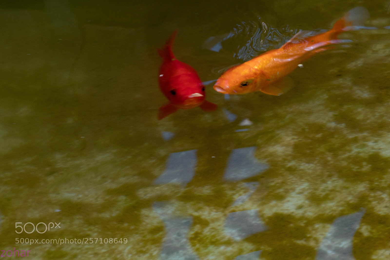 Canon EOS 80D sample photo. Img photography