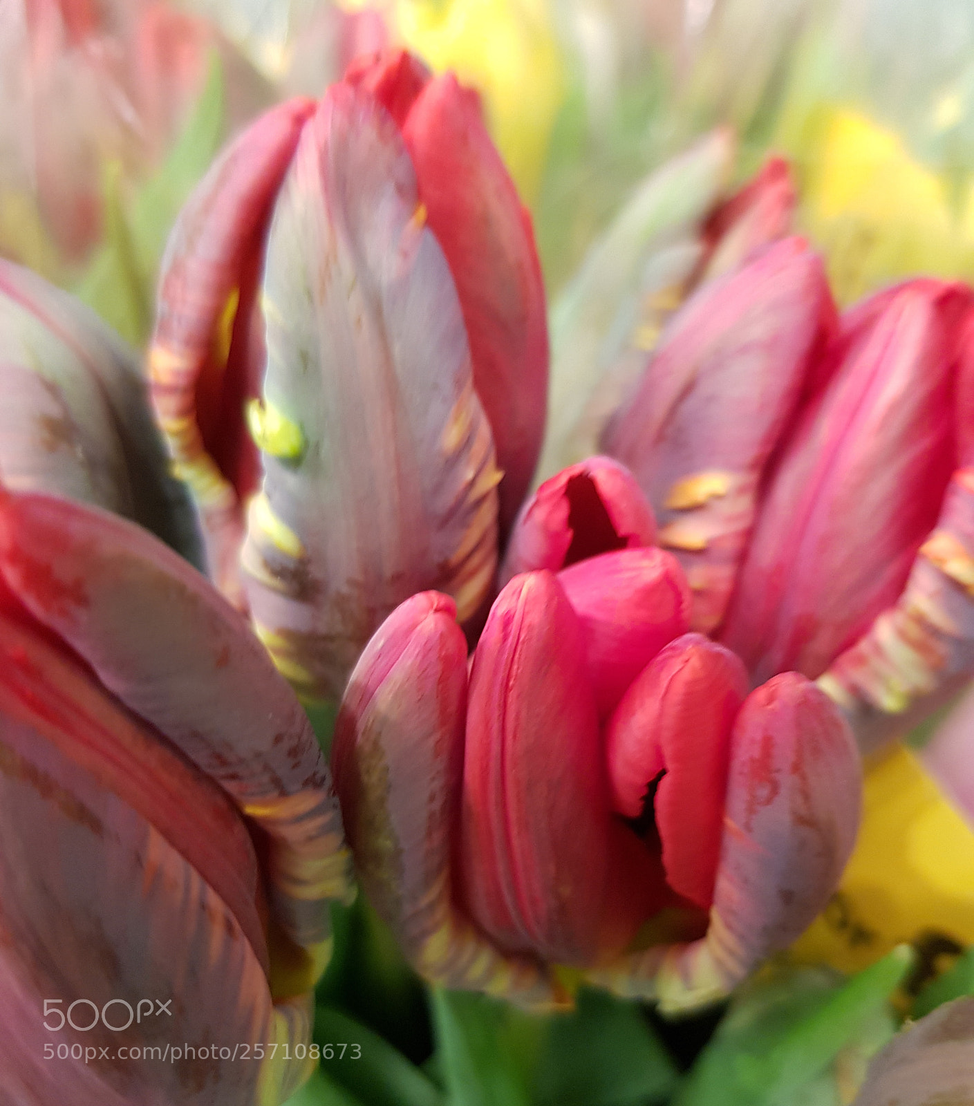 Samsung Galaxy S8 sample photo. Unusual tulip!! photography