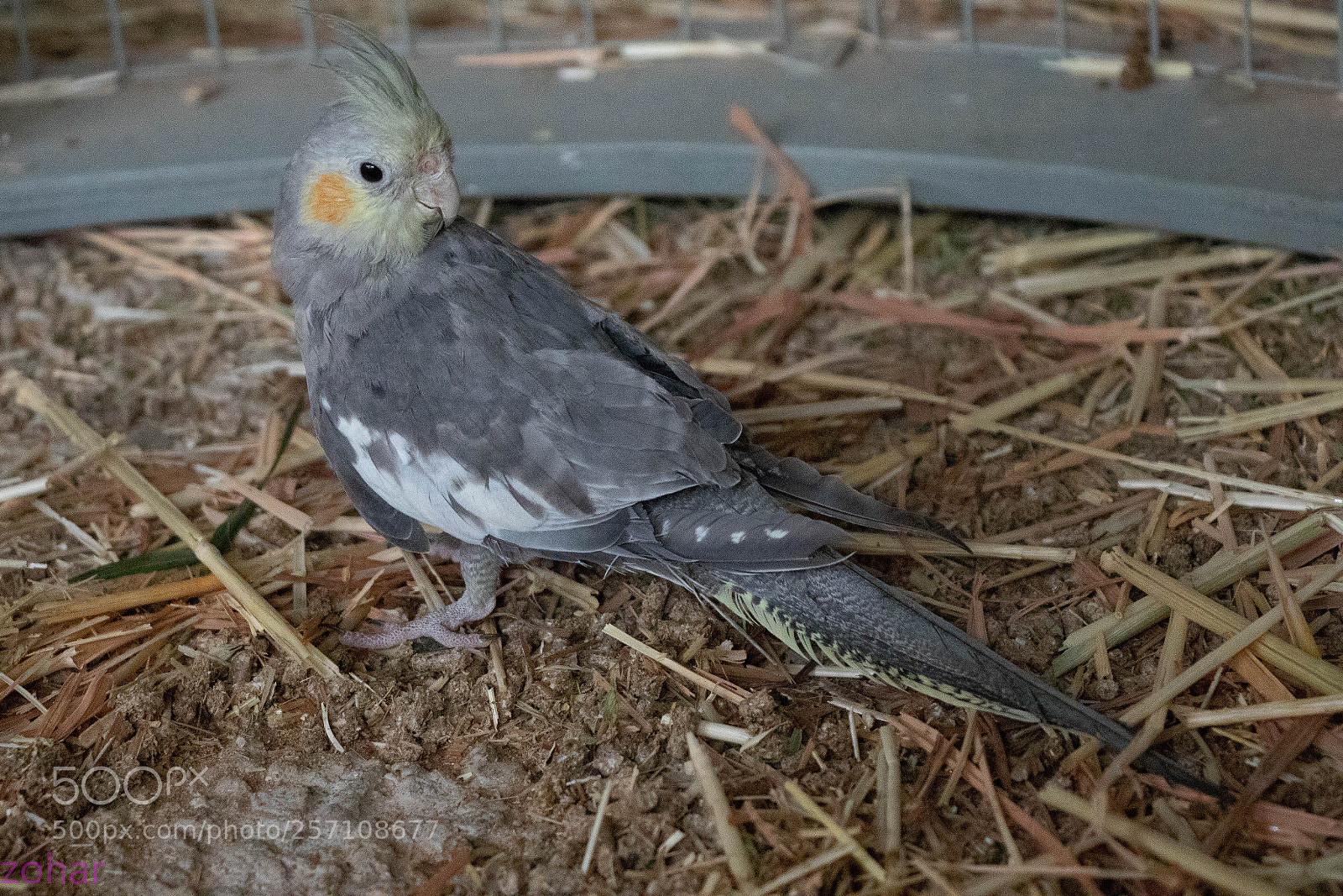 Canon EOS 80D sample photo. Img photography