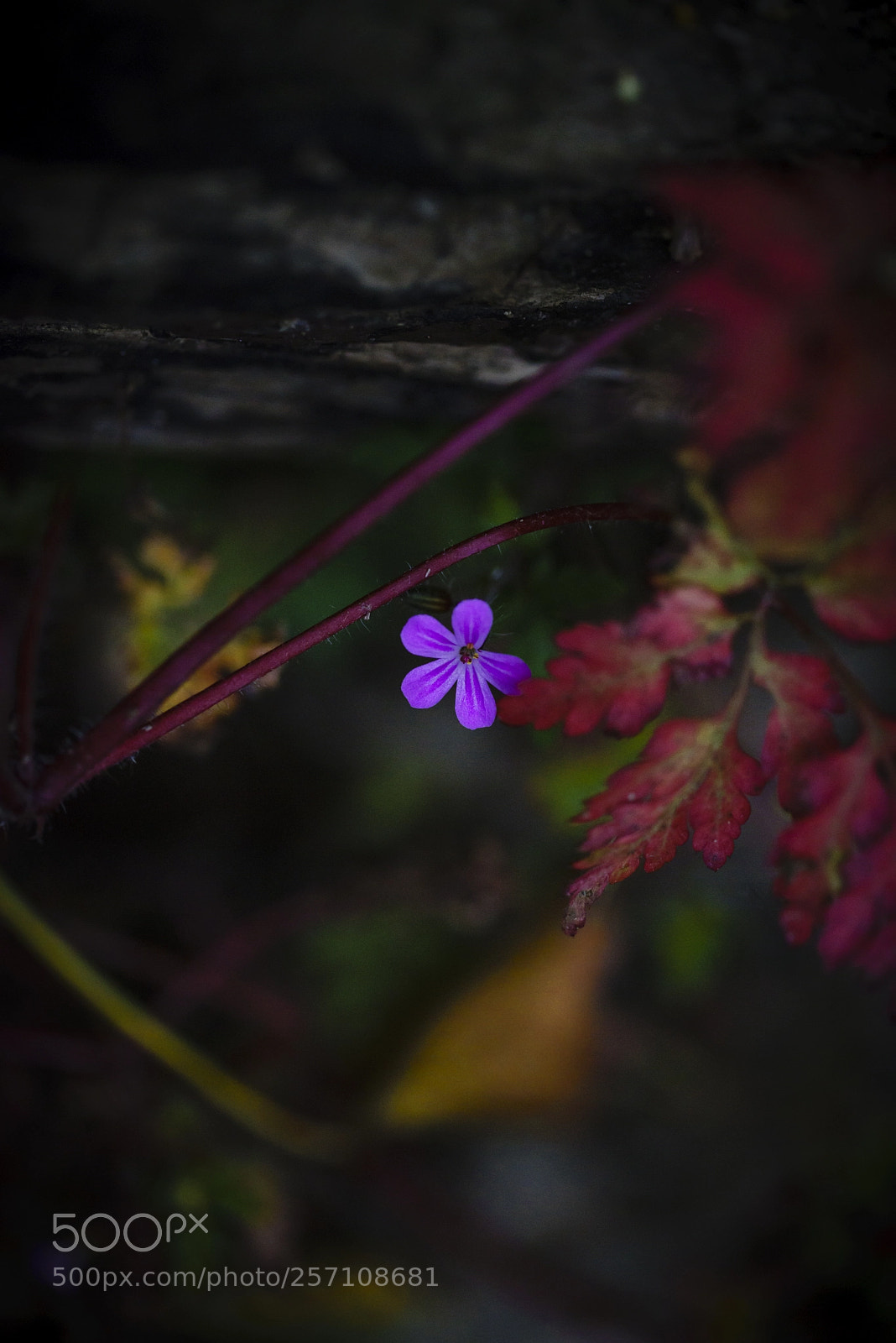 Sony a7R sample photo. Up from the depths photography