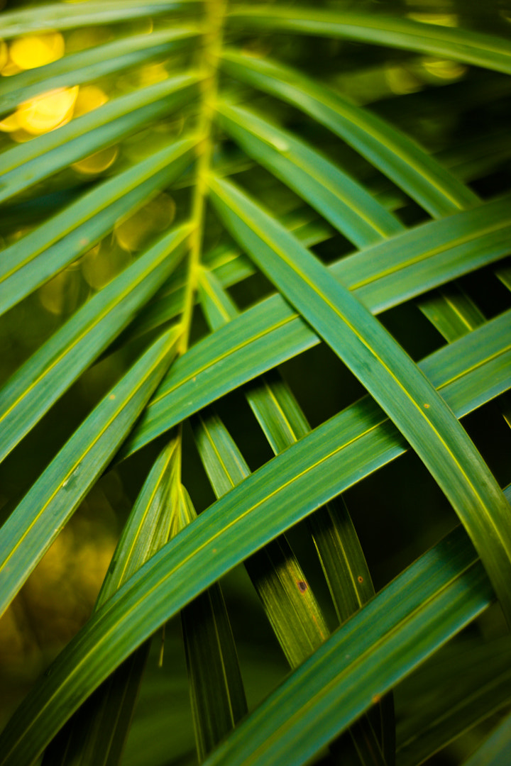 Palm Tree Leaves