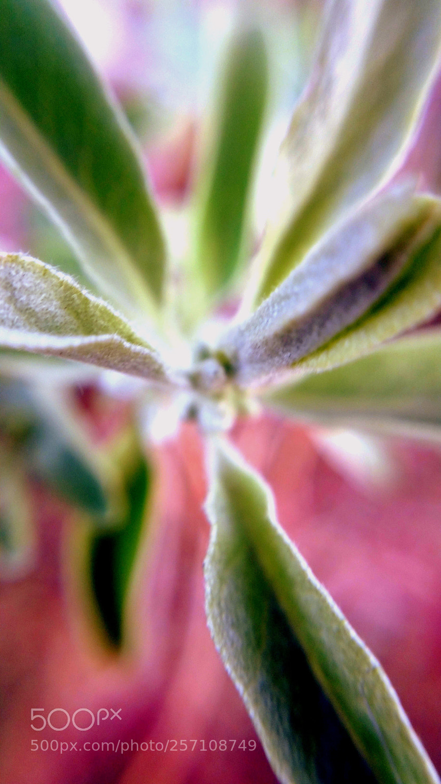 Samsung Galaxy Note4 sample photo. Plant vibe photography