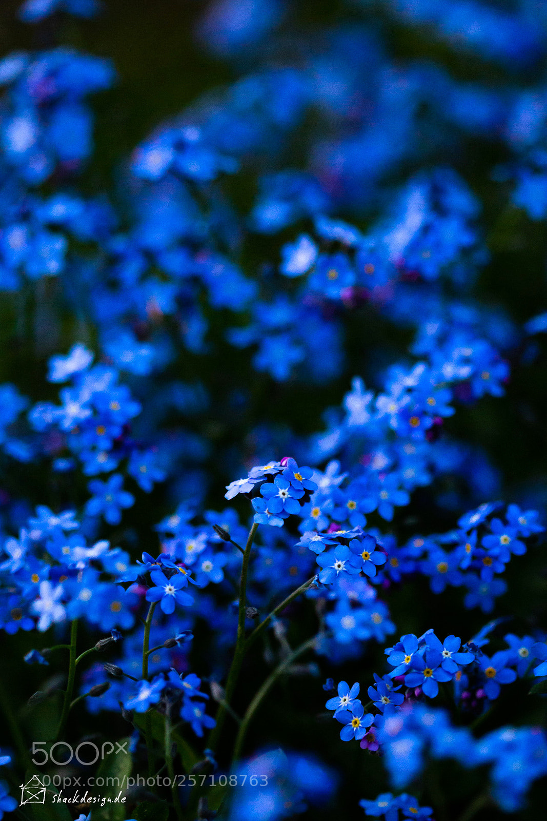 Canon EOS 6D sample photo. Simply blue photography