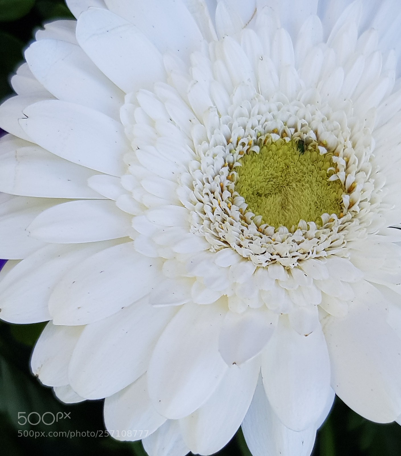 Samsung Galaxy S8 sample photo. White delight. photography