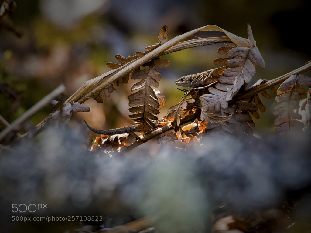 Canon EOS 6D sample photo. Common lizard/skogsödla photography