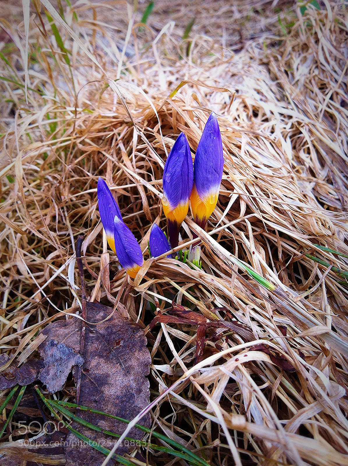 Apple iPhone 4 sample photo. Wild flower photography