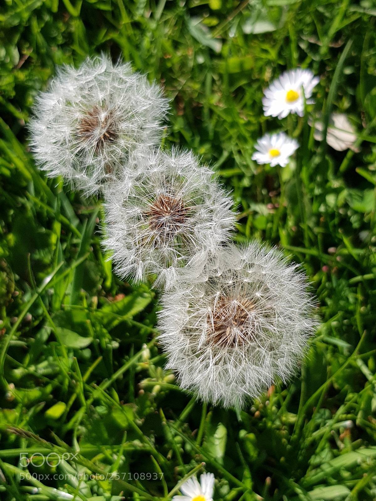Samsung Galaxy S8 sample photo. 1,  2,  3 !!! photography