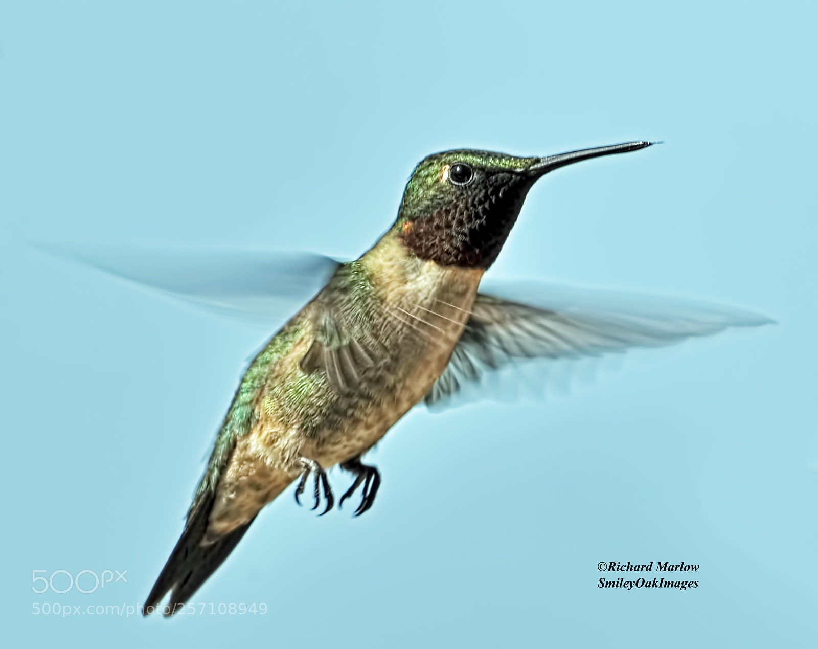 Nikon D5000 sample photo. Hummingbird photography
