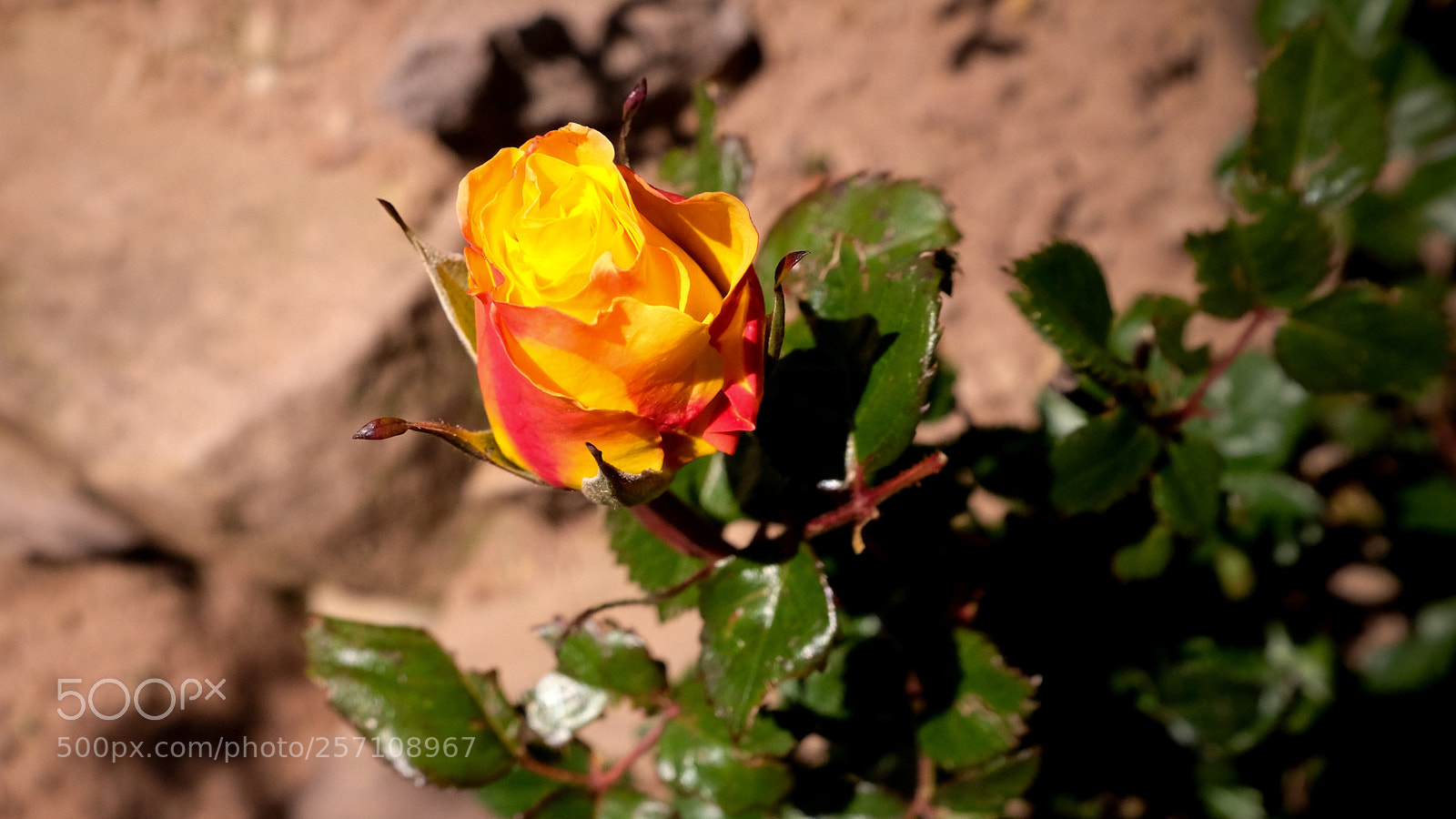 Fujifilm X100T sample photo. Strong one. photography