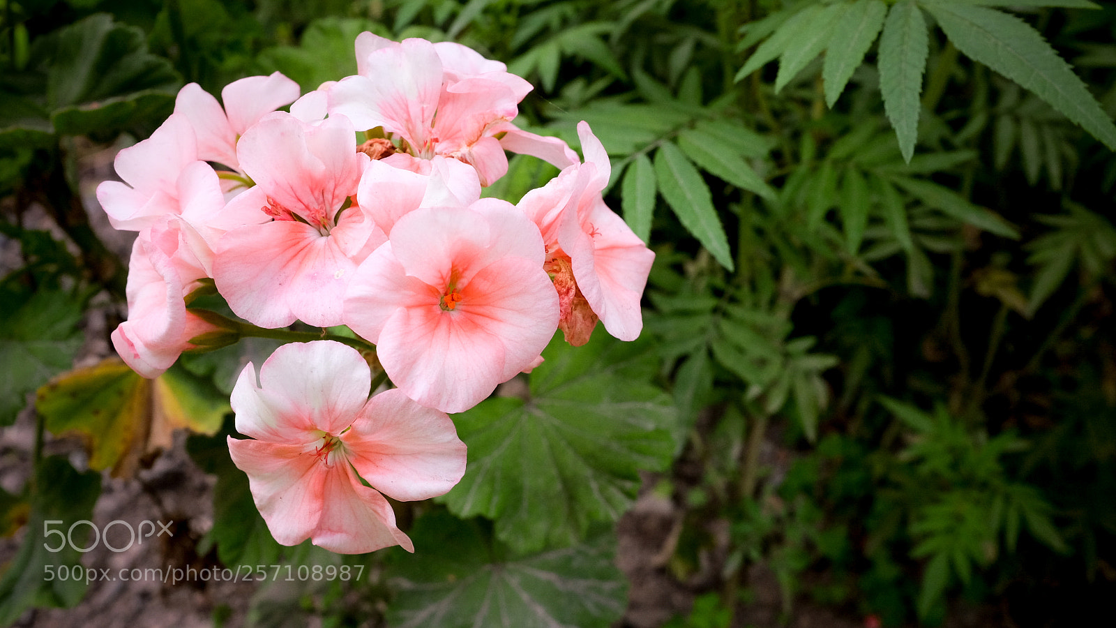 Fujifilm X100T sample photo. Pink friends. photography