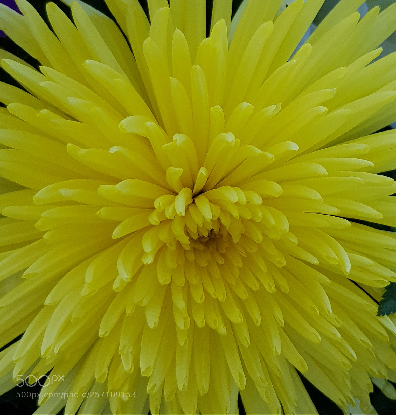 Samsung Galaxy S8 sample photo. Beautiful flower. photography