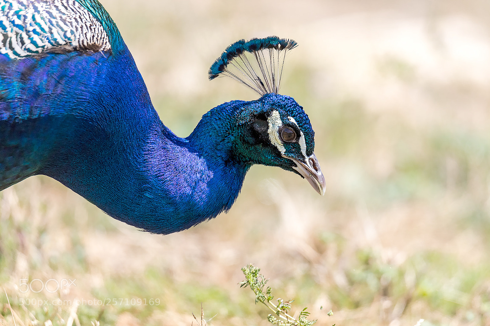 Canon EOS 6D Mark II sample photo. Peacock (pavo cristatus) photography