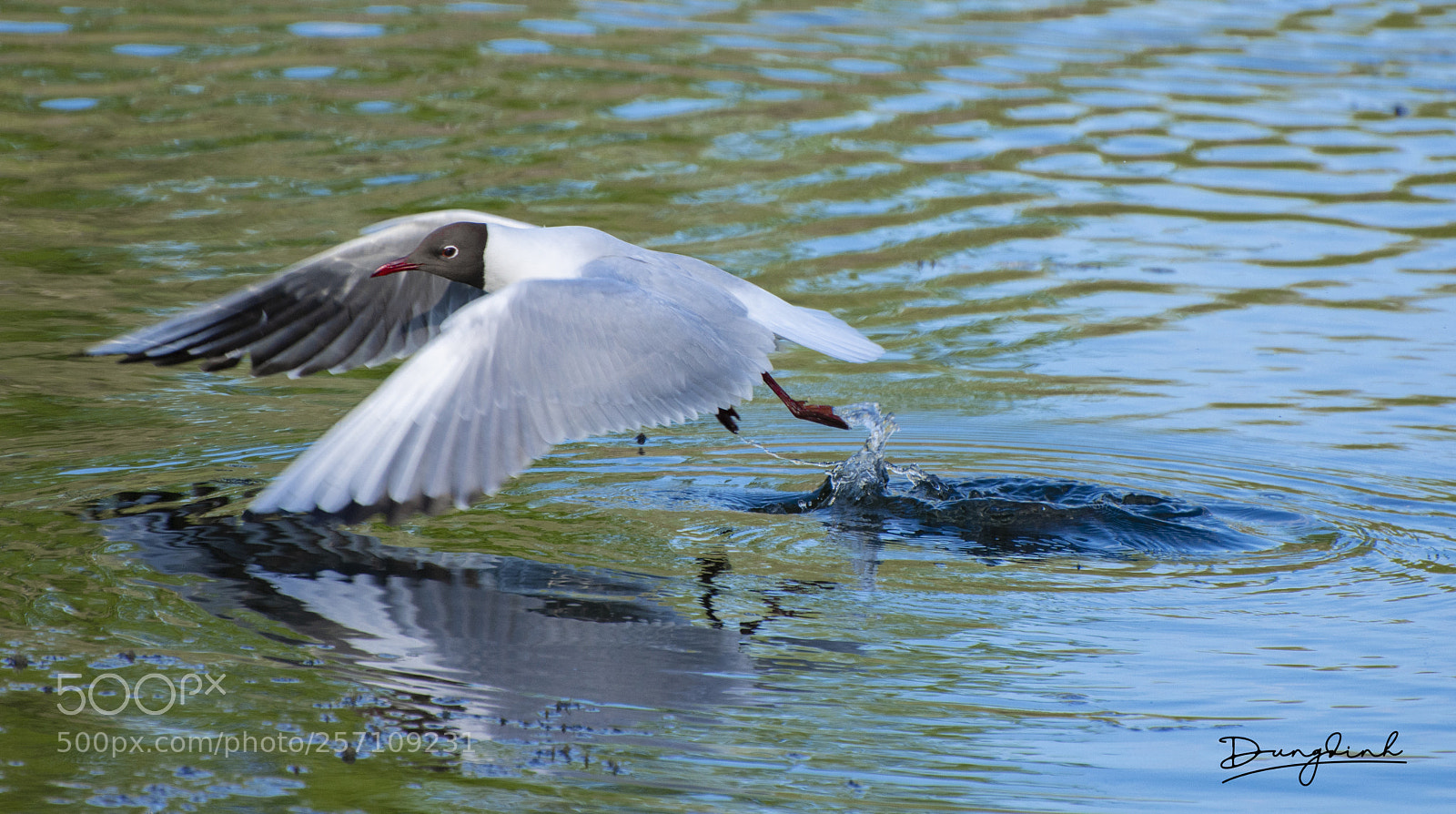 Nikon D7200 sample photo. Dsc photography