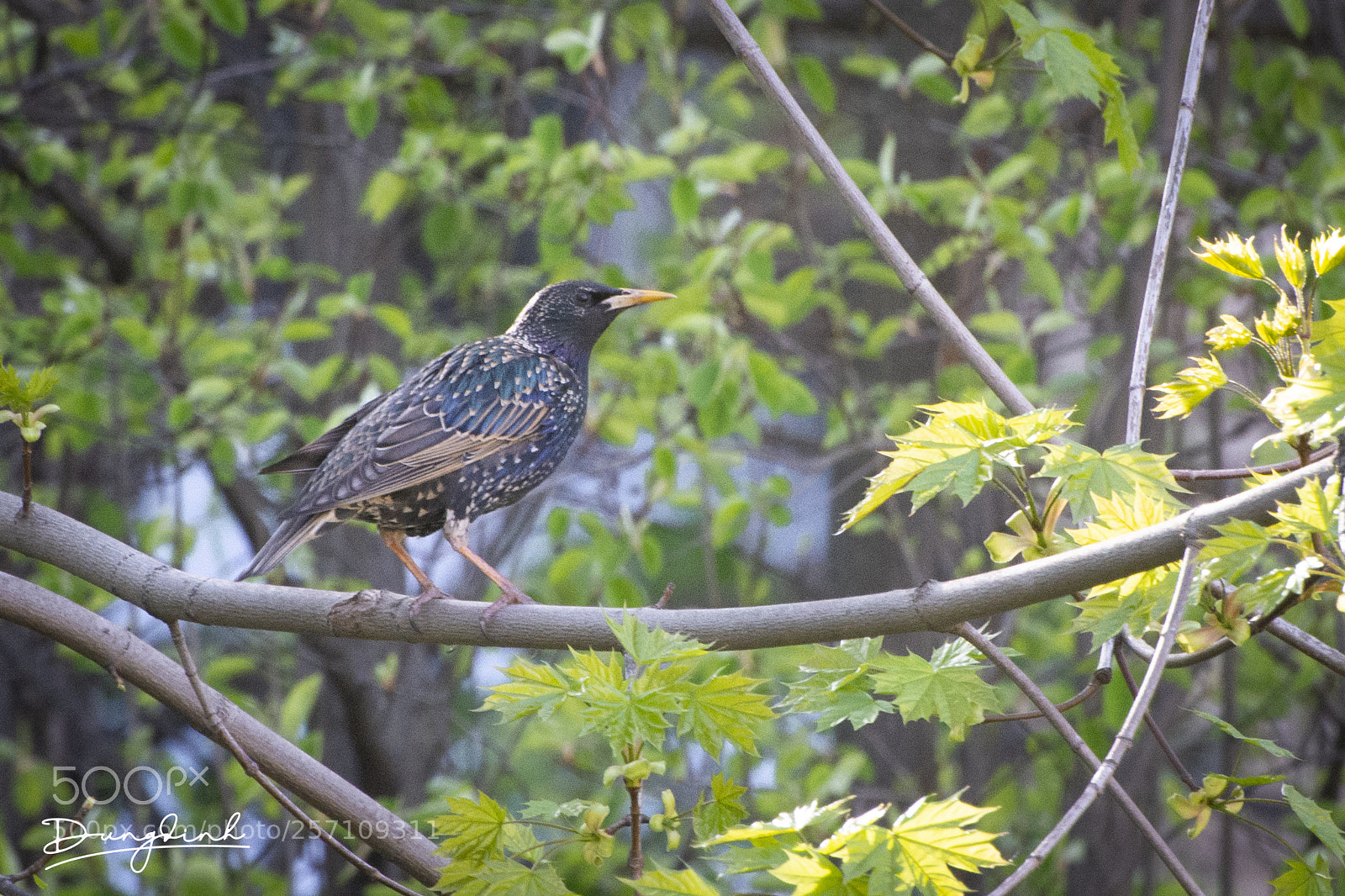 Nikon D7200 sample photo. Dsc photography