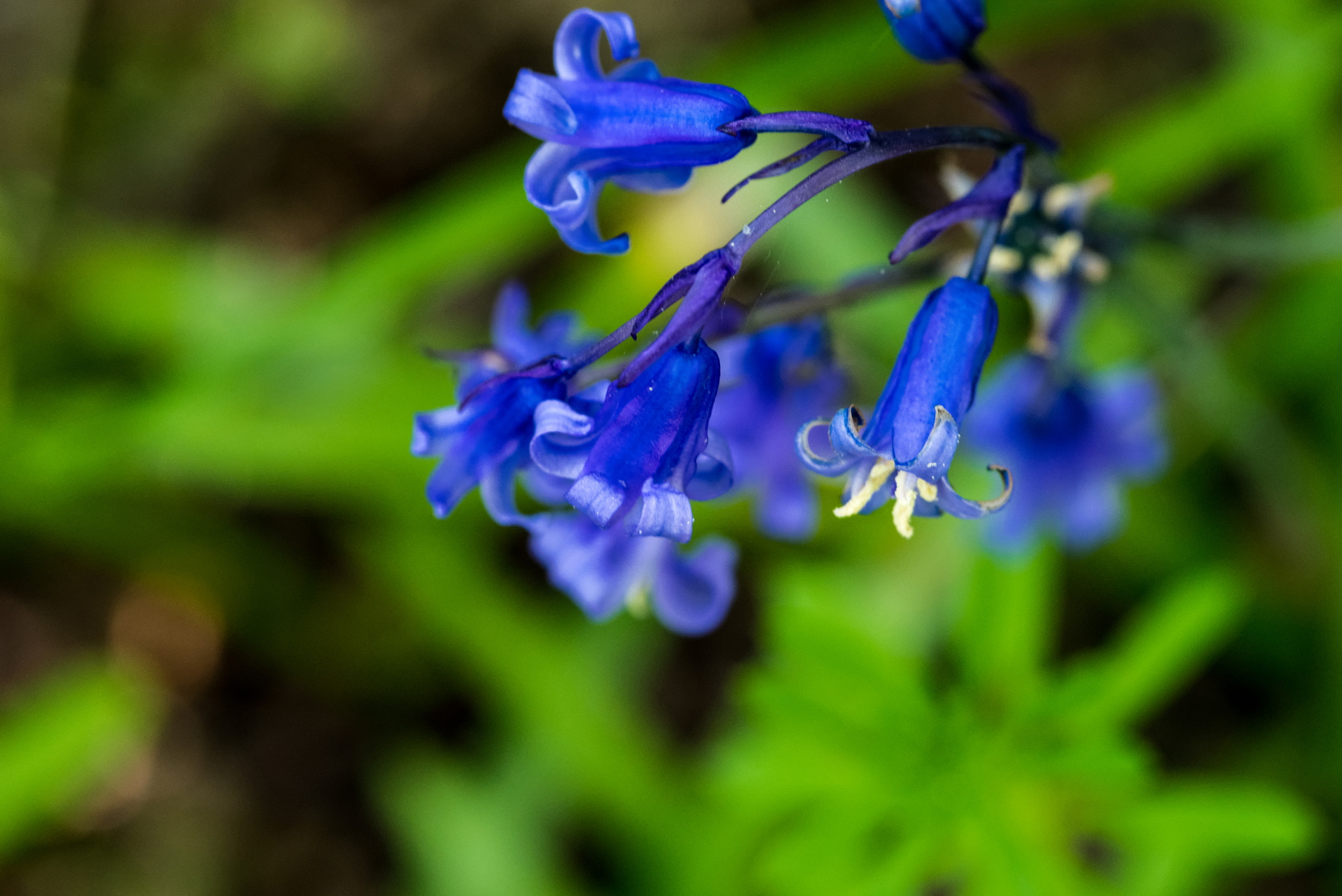 Pentax K-1 + Pentax smc D-FA 100mm F2.8 Macro WR sample photo. Bluebelles photography