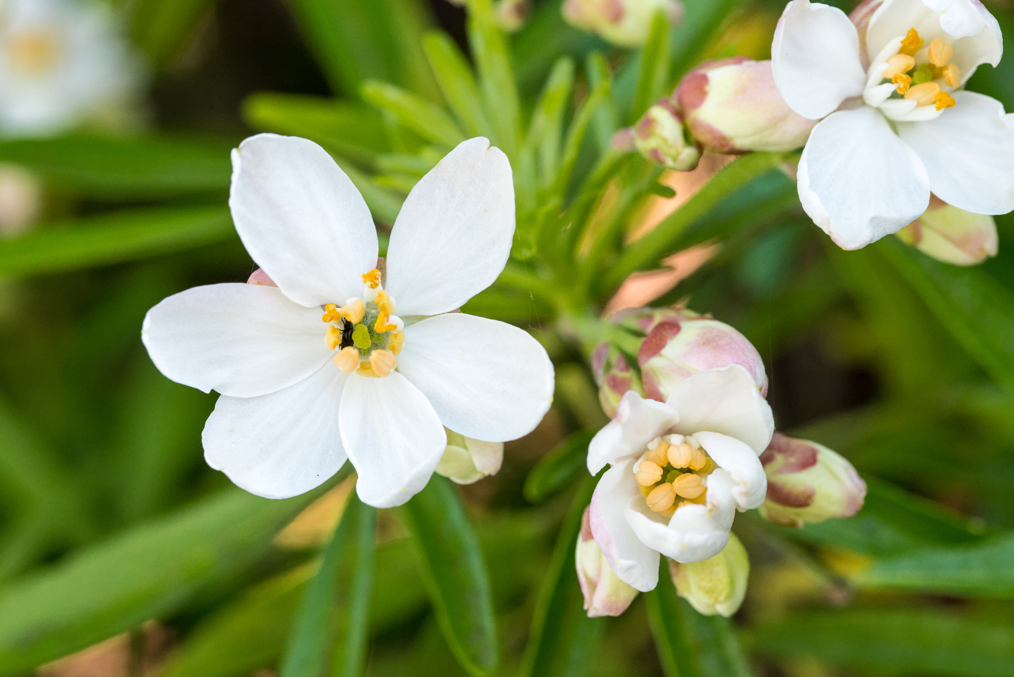 Pentax K-1 sample photo. Flowers photography