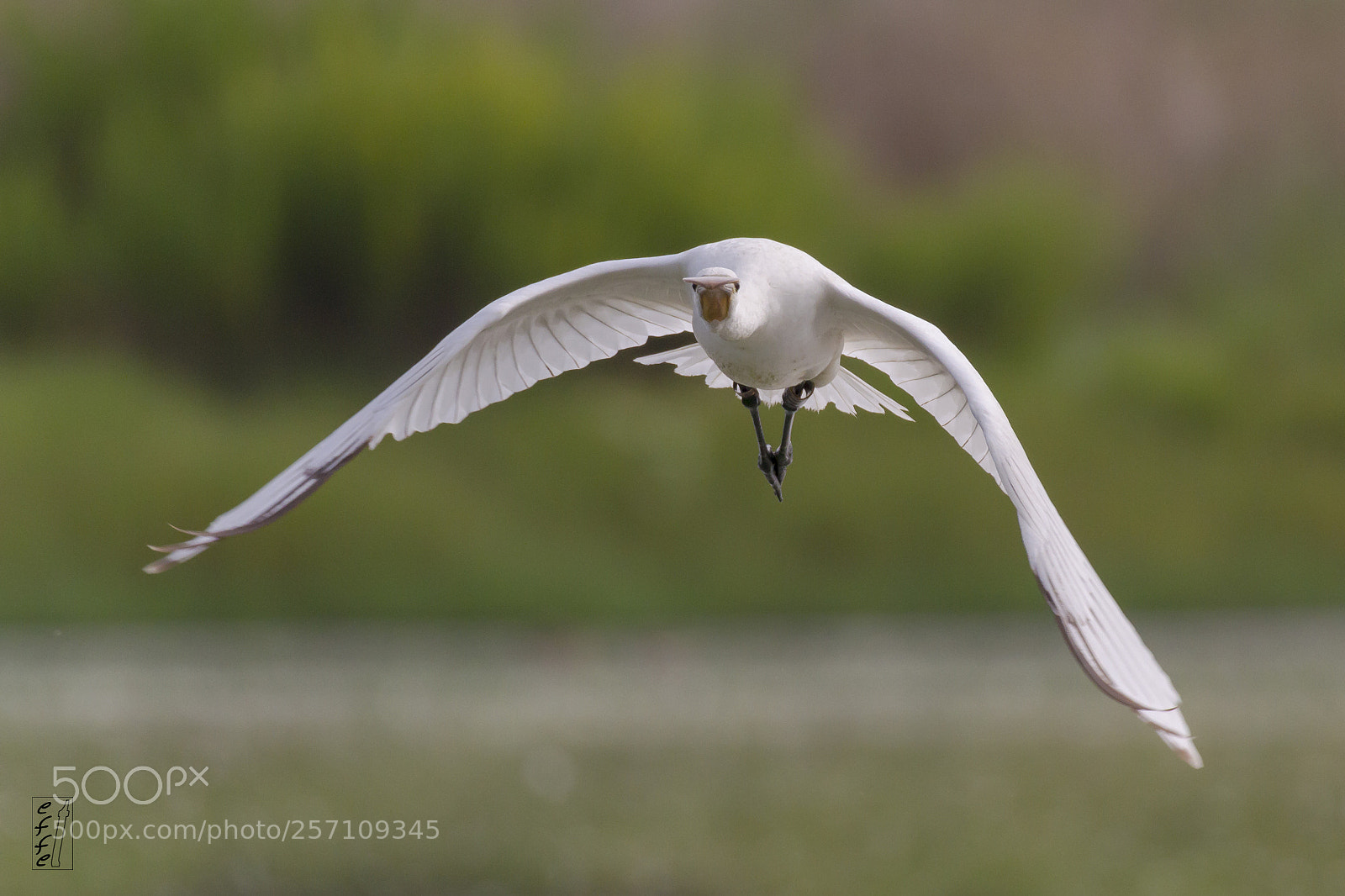 Canon EOS 7D sample photo. Spoonbill fly photography