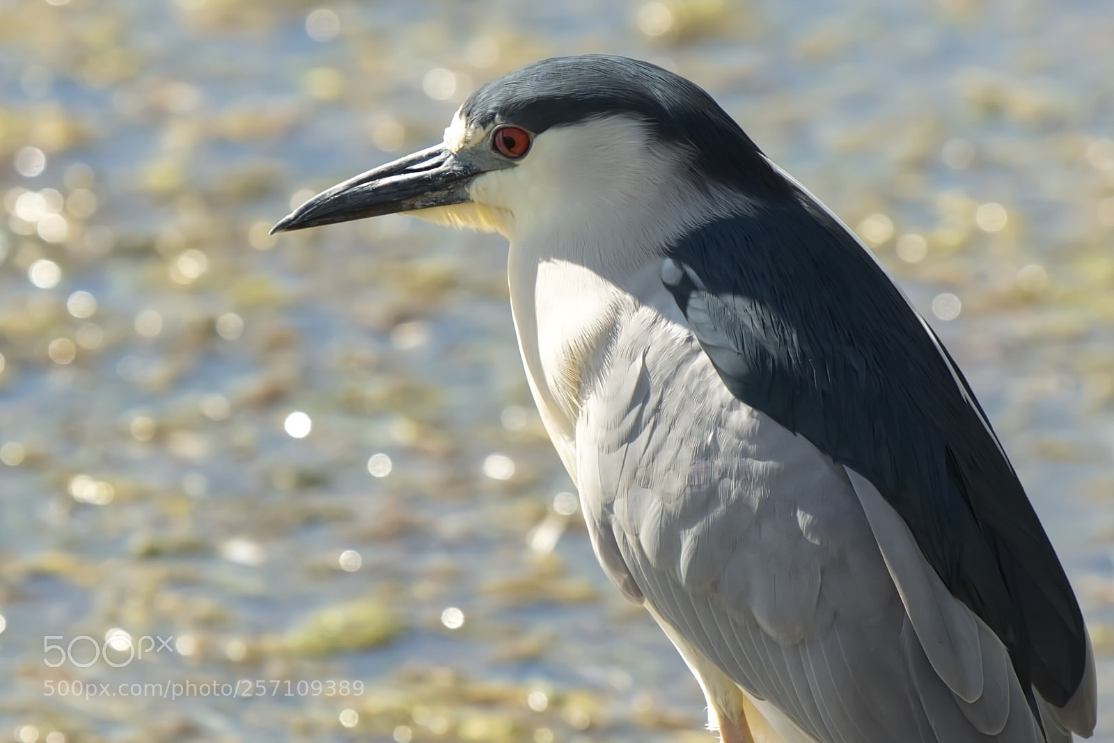 Nikon D800 sample photo. Black crowned night heron photography