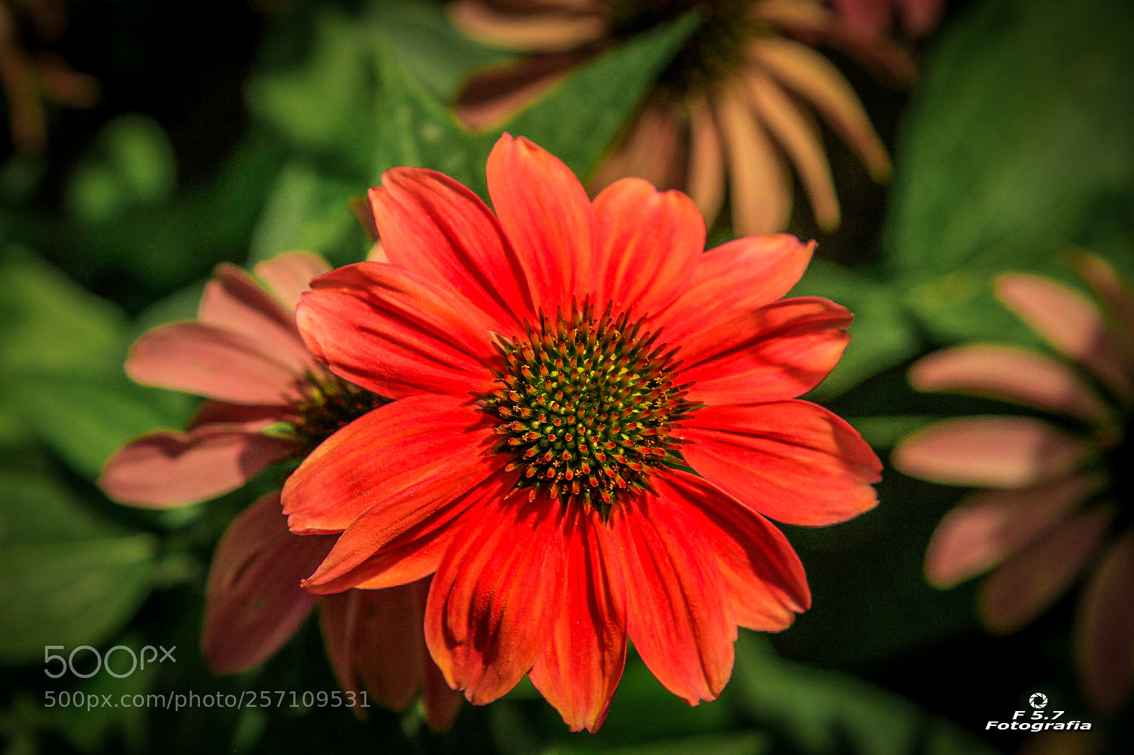 Canon EOS 7D sample photo. Flores de alhambra 7 photography