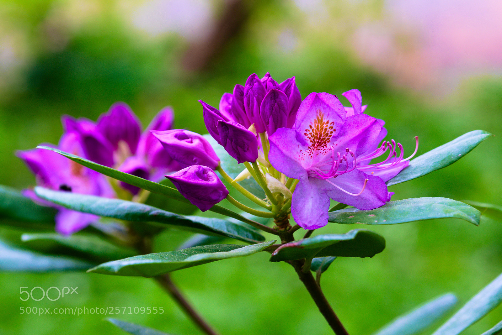 Fujifilm X-T20 sample photo. Rhododendron ponticum photography