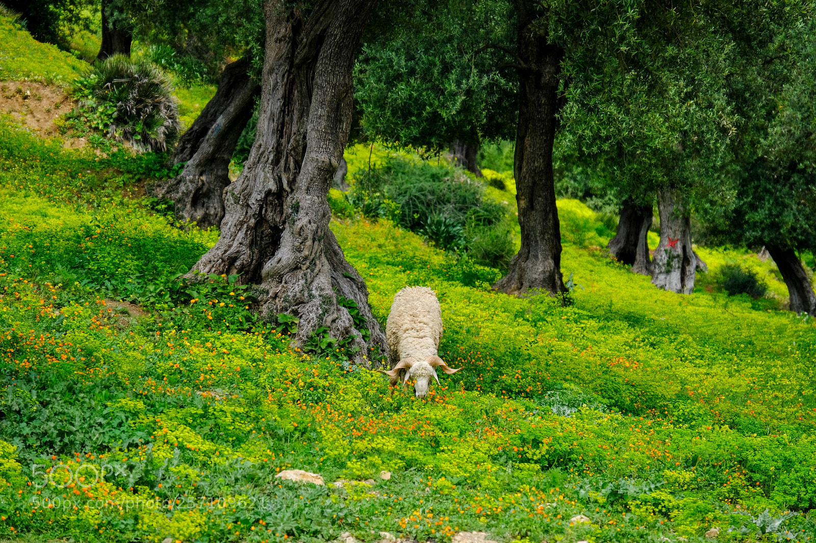 Fujifilm X-T20 sample photo. Ram under olive trees photography