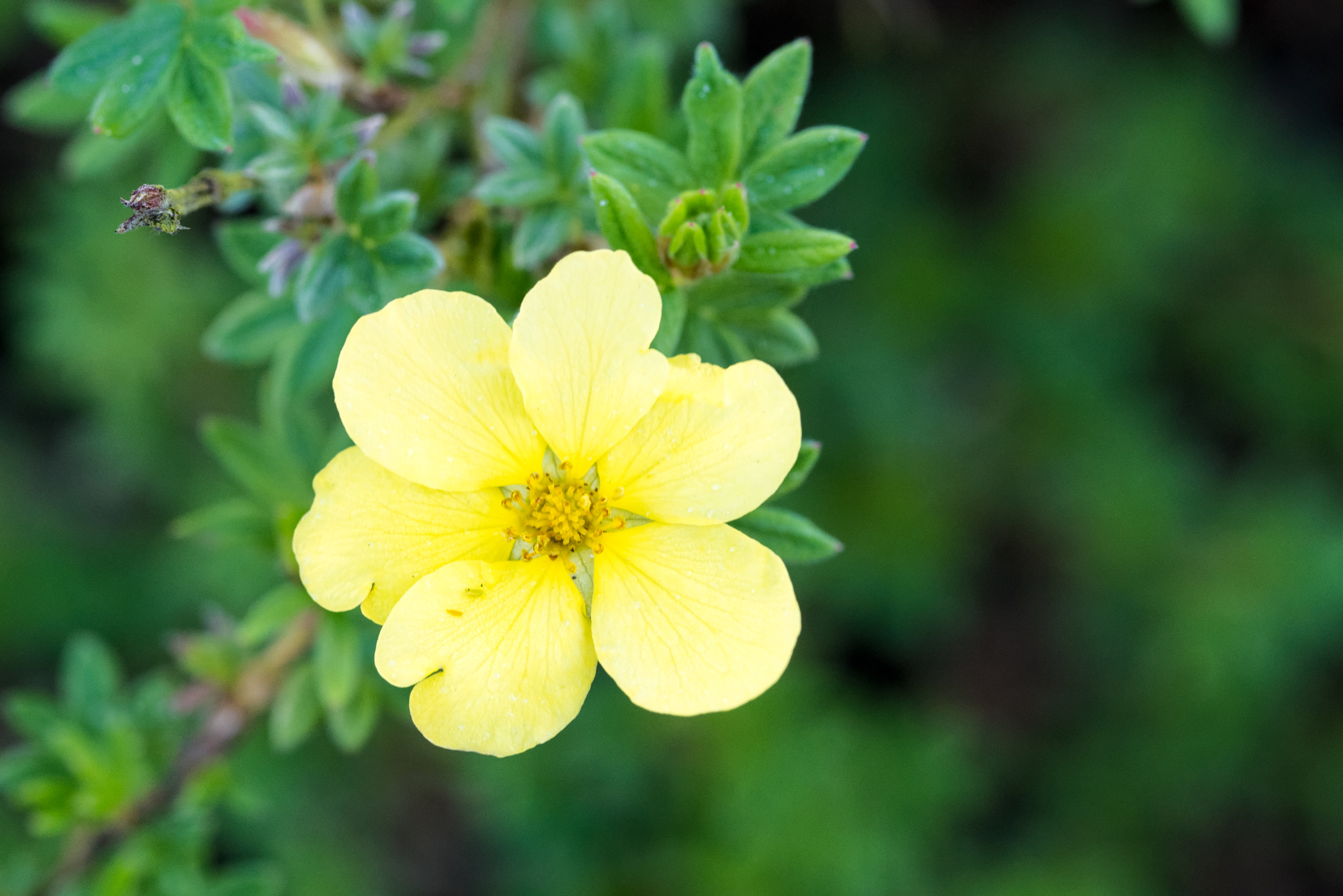 Pentax smc D-FA 100mm F2.8 Macro WR sample photo. Flower photography