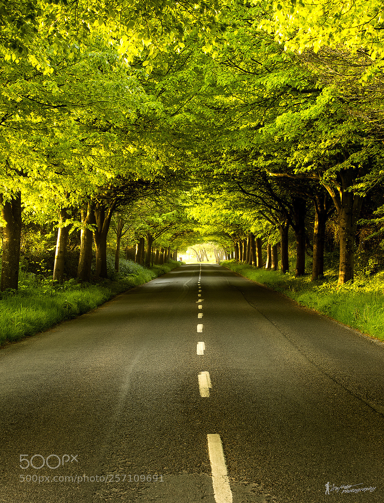 Canon EOS 6D sample photo. Sunlight onto the road photography