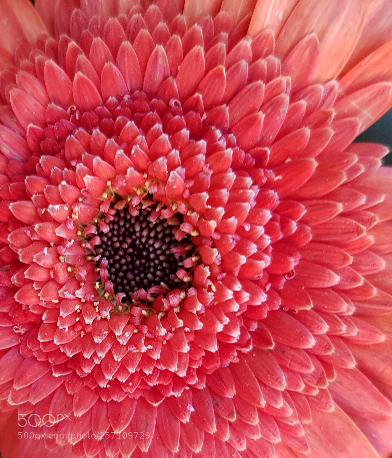 Samsung Galaxy S8 sample photo. Red hot. photography